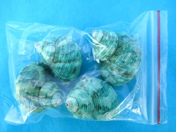 4tk roheline kruvi määratud looduslike conch shell bundle erak krabid rulli sallei kala asendamine akvaariumi dekoratsioon